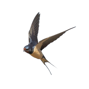 Swallow PNG-67367